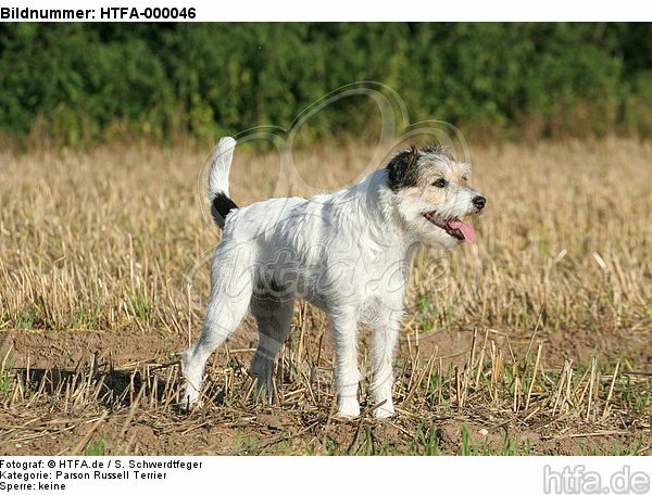 stehender Parson Russell Terrier / standing PRT / HTFA-000046