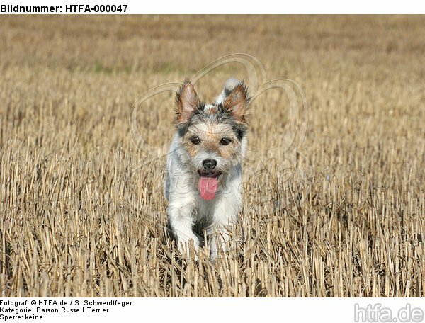 rennender Parson Russell Terrier / running PRT / HTFA-000047