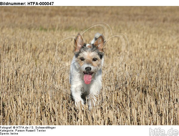 rennender Parson Russell Terrier / running PRT / HTFA-000047