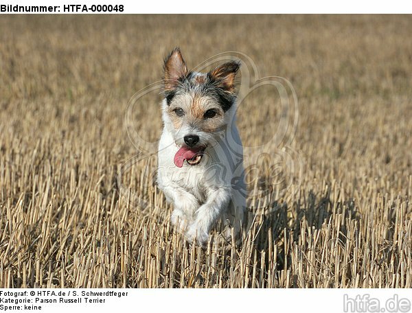 rennender Parson Russell Terrier / running PRT / HTFA-000048