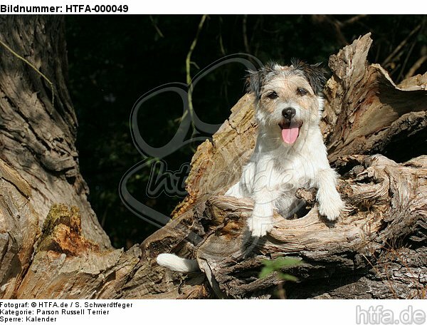liegender Parson Russell Terrier / lying PRT / HTFA-000049