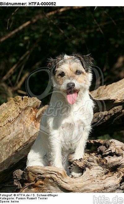 sitzender Parson Russell Terrier / sitting PRT / HTFA-000052
