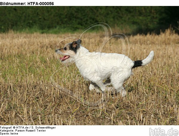 rennender Parson Russell Terrier / running PRT / HTFA-000056