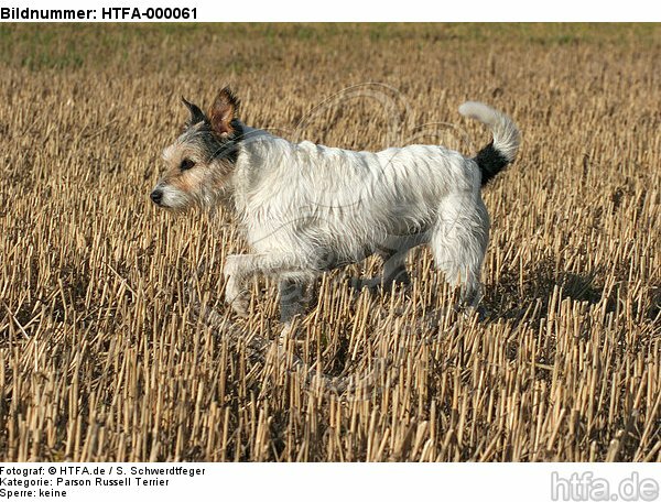 rennender Parson Russell Terrier / running PRT / HTFA-000061