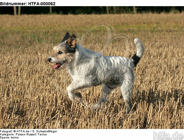 rennender Parson Russell Terrier / running PRT / HTFA-000062