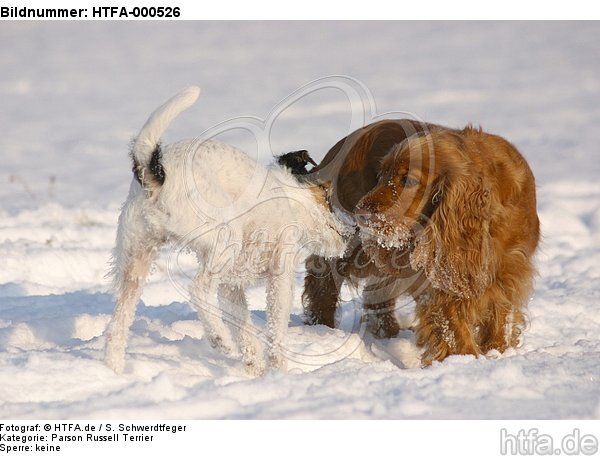 Parson Russell Terrier begegnet Cocker Spaniel / prt and cocker spaniel / HTFA-000526