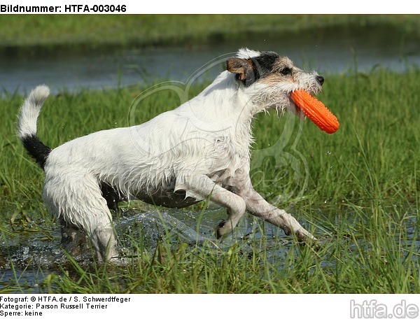 Parson Russell Terrier / HTFA-003046