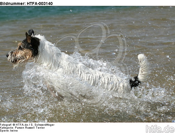 Parson Russell Terrier / HTFA-003140