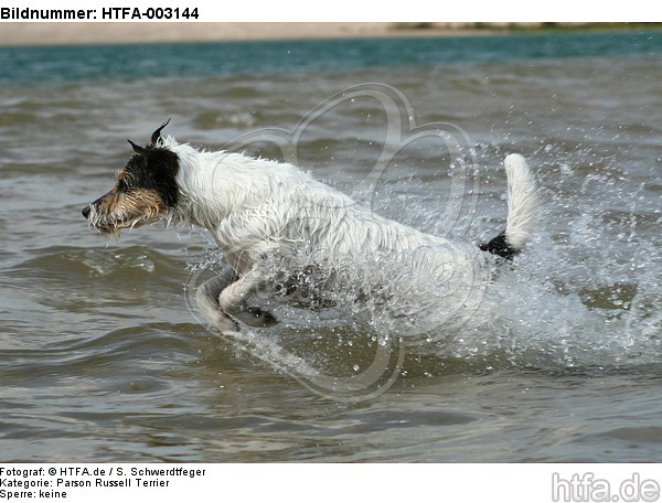 Parson Russell Terrier / HTFA-003144