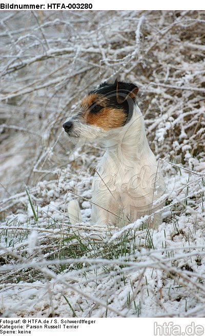 Parson Russell Terrier / HTFA-003280