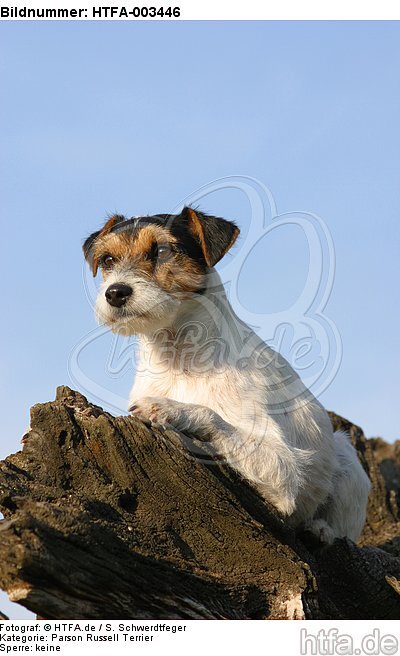 Parson Russell Terrier / HTFA-003446