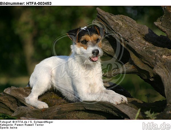 Parson Russell Terrier / HTFA-003453