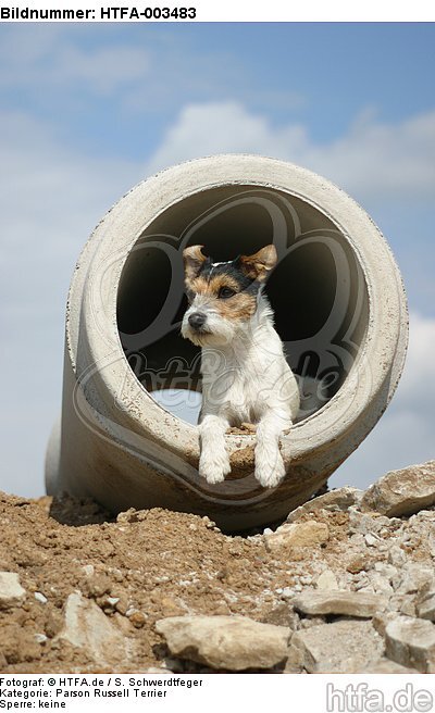 Parson Russell Terrier / HTFA-003483