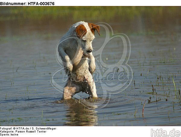 Parson Russell Terrier / HTFA-003676