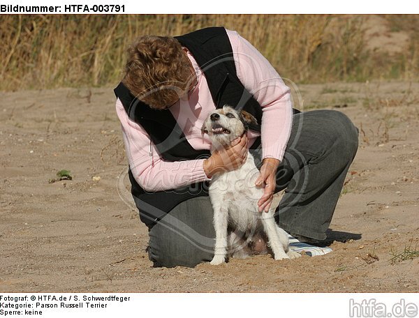 Parson Russell Terrier / HTFA-003791