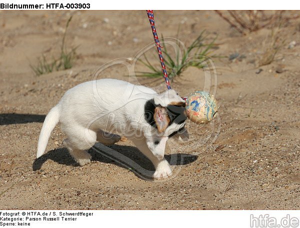 Parson Russell Terrier Welpe / parson russell terrier puppy / HTFA-003903