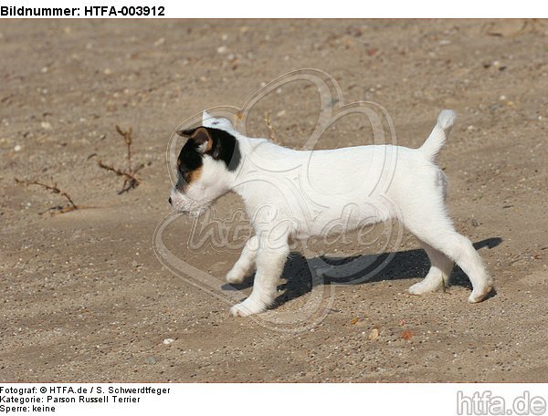 Parson Russell Terrier Welpe / parson russell terrier puppy / HTFA-003912