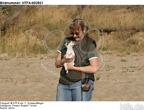 Parson Russell Terrier Welpe / parson russell terrier puppy / HTFA-003921