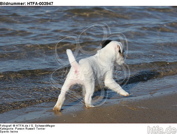 Parson Russell Terrier Welpe / parson russell terrier puppy / HTFA-003947