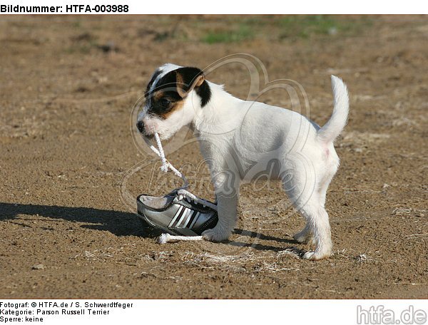 Parson Russell Terrier Welpe / parson russell terrier puppy / HTFA-003988