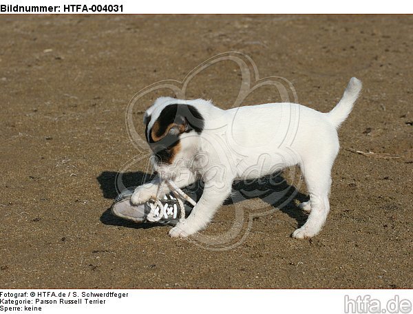 Parson Russell Terrier Welpe / parson russell terrier puppy / HTFA-004031