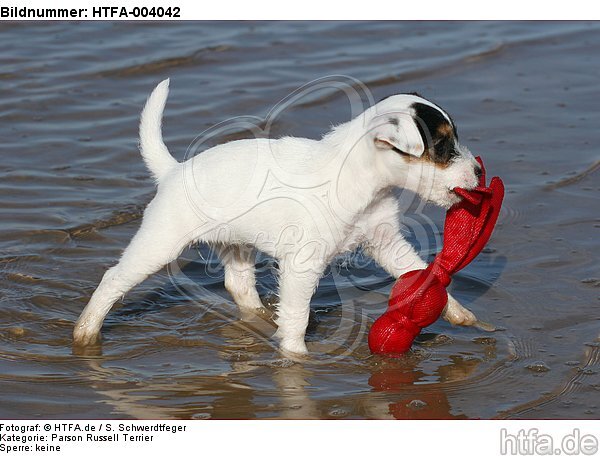 Parson Russell Terrier Welpe / parson russell terrier puppy / HTFA-004042