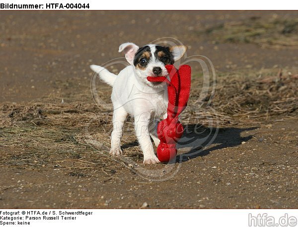 Parson Russell Terrier Welpe / parson russell terrier puppy / HTFA-004044