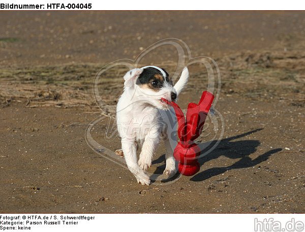 Parson Russell Terrier Welpe / parson russell terrier puppy / HTFA-004045