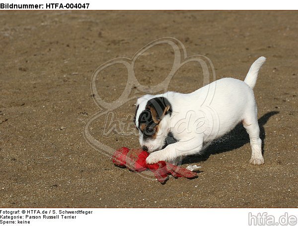 Parson Russell Terrier Welpe / parson russell terrier puppy / HTFA-004047