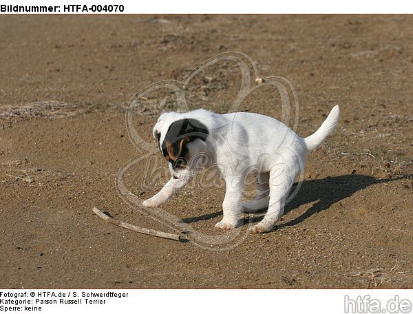 Parson Russell Terrier Welpe / parson russell terrier puppy / HTFA-004070