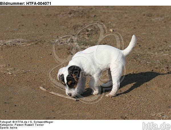 Parson Russell Terrier Welpe / parson russell terrier puppy / HTFA-004071