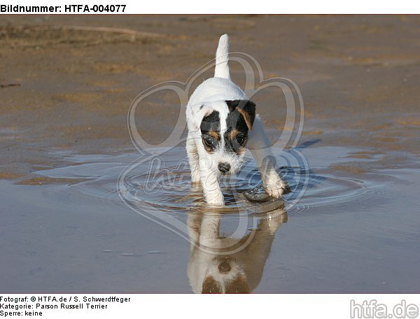 Parson Russell Terrier Welpe / parson russell terrier puppy / HTFA-004077