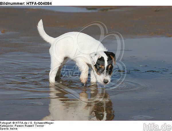 Parson Russell Terrier Welpe / parson russell terrier puppy / HTFA-004084