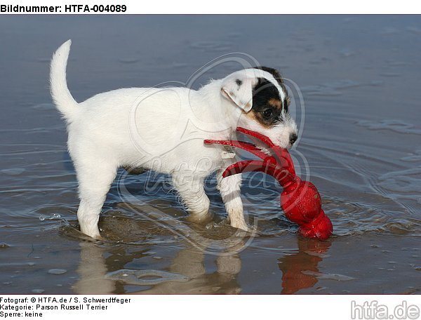 Parson Russell Terrier Welpe / parson russell terrier puppy / HTFA-004089