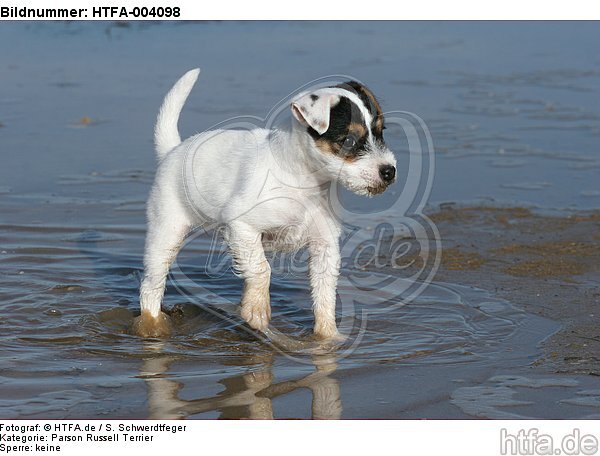 Parson Russell Terrier Welpe / parson russell terrier puppy / HTFA-004098