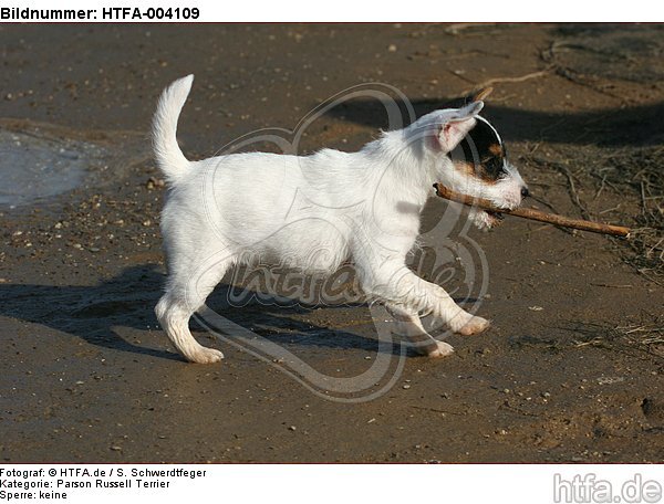 Parson Russell Terrier Welpe / parson russell terrier puppy / HTFA-004109