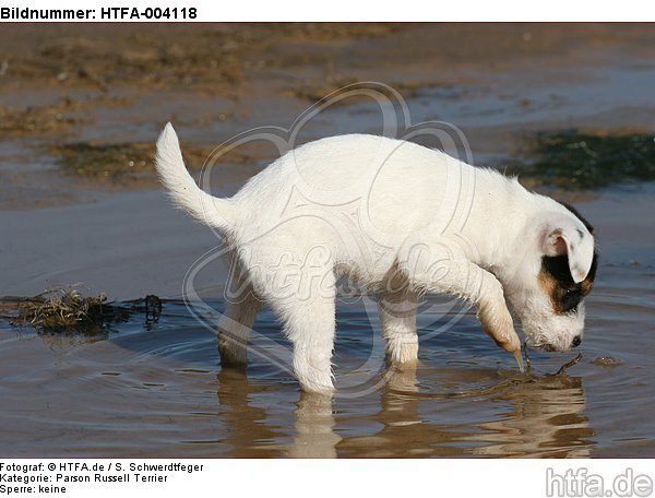 Parson Russell Terrier Welpe / parson russell terrier puppy / HTFA-004118