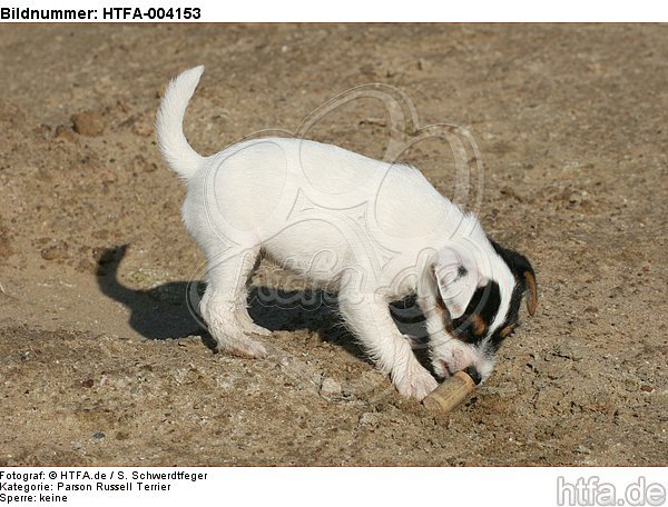 Parson Russell Terrier Welpe / parson russell terrier puppy / HTFA-004153