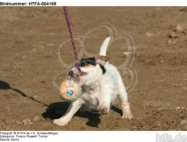 Parson Russell Terrier Welpe / parson russell terrier puppy / HTFA-004165