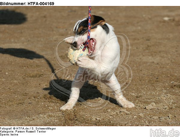 Parson Russell Terrier Welpe / parson russell terrier puppy / HTFA-004169