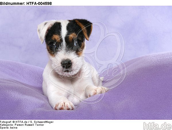 Parson Russell Terrier Welpe / parson russell terrier puppy / HTFA-004598