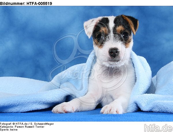 Parson Russell Terrier Welpe / parson russell terrier puppy / HTFA-005519