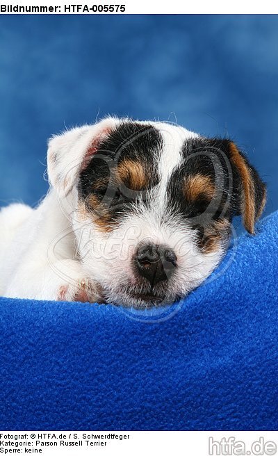 Parson Russell Terrier Welpe / parson russell terrier puppy / HTFA-005575