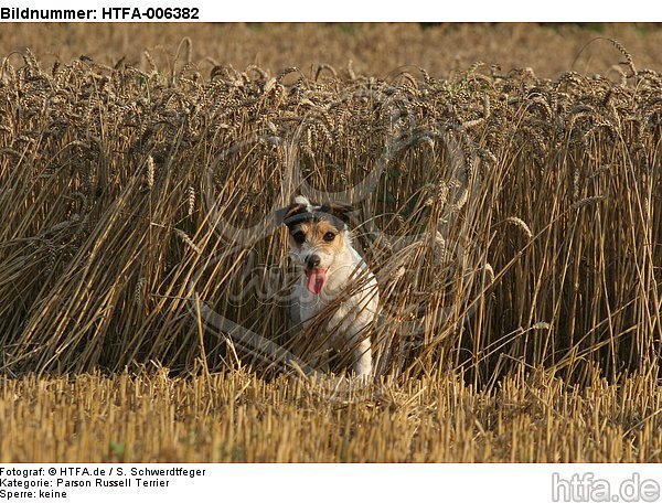 Parson Russell Terrier / HTFA-006382