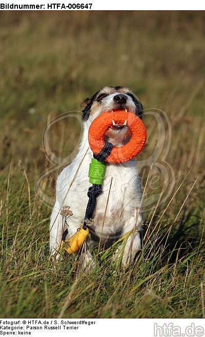 Parson Russell Terrier / HTFA-006647