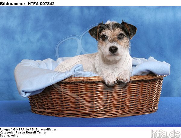 Parson Russell Terrier / HTFA-007842