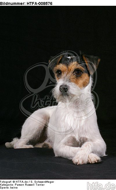 liegender Parson Russell Terrier / lying prt / HTFA-008576