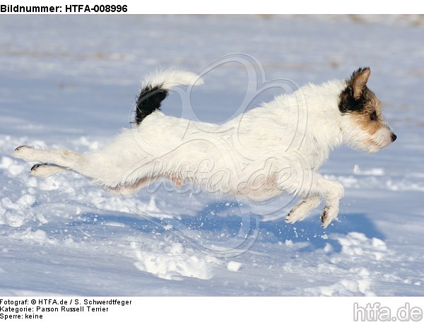 Parson Russell Terrier rennt durch den Schnee / prt running through snow / HTFA-008996