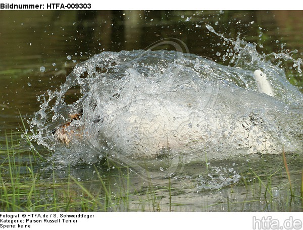 badender Parson Russell Terrier / bathing PRT / HTFA-009303