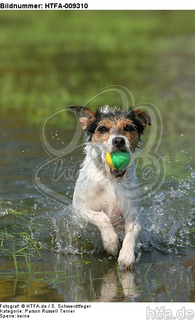 spielender Parson Russell Terrier / playing PRT / HTFA-009310